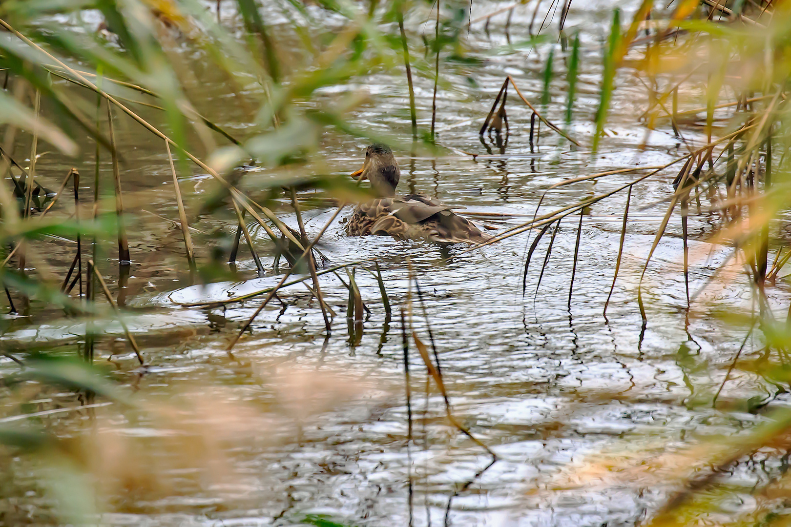 Wildente im Schilf