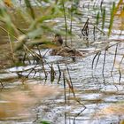 Wildente im Schilf