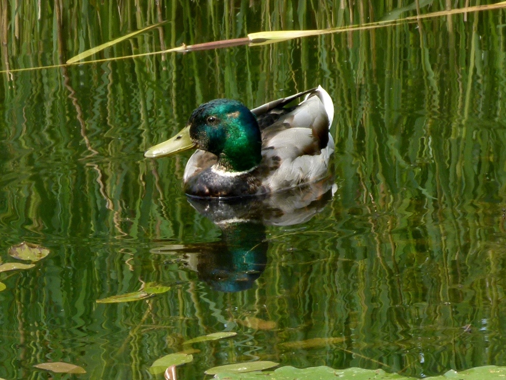 Wildente im Seerosenteich