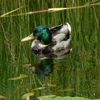 Wildente im Seerosenteich