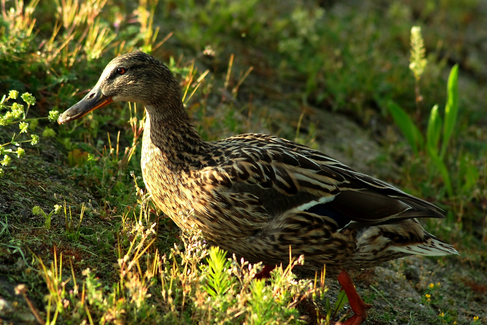 Wildente im Sturmschritt