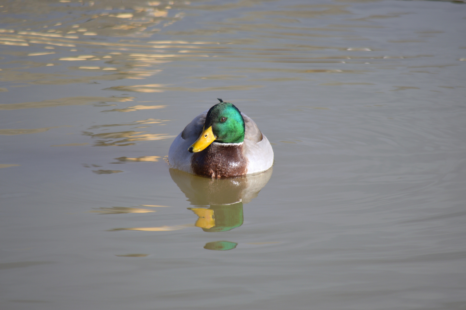 Wildente in der Vils