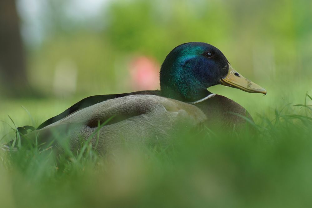 Wildente in der Wiese