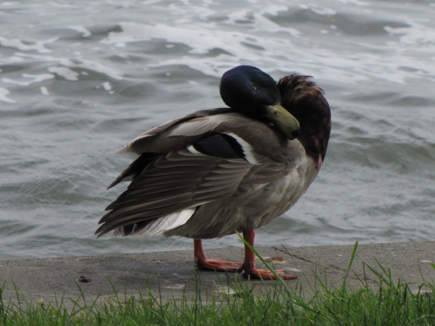 Wildente - Kopf hoch!