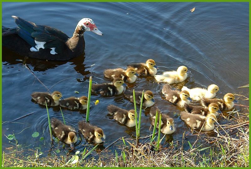 Wildente mit Babies in Florida