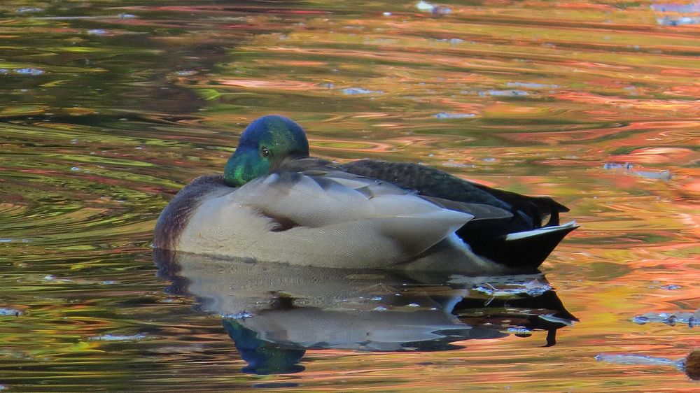 Wildente, Spiegelungen