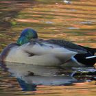 Wildente, Spiegelungen