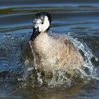 Wildente Wasserspiel