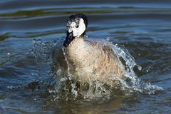 Wildente Wasserspiel