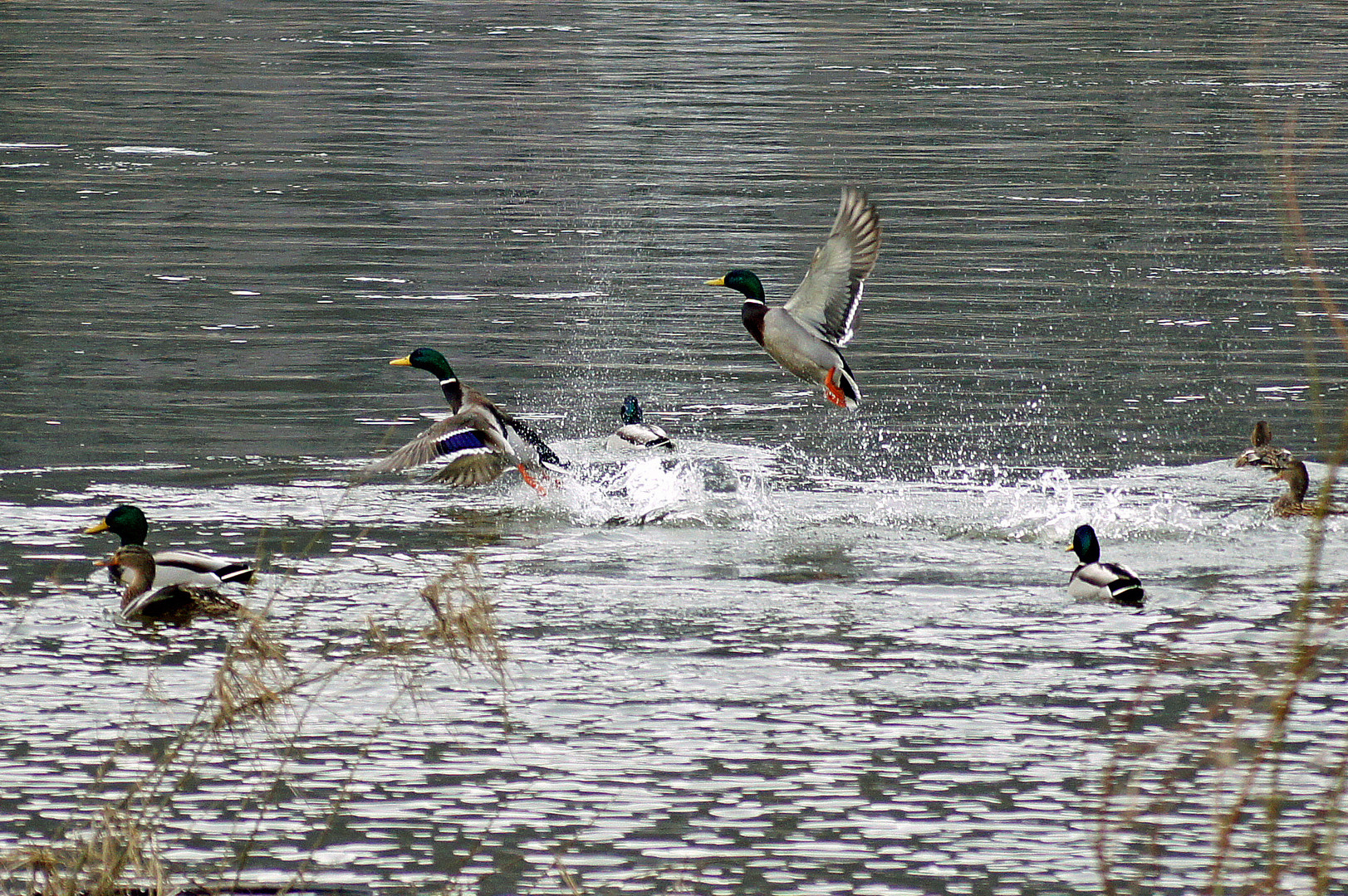 Wildenten