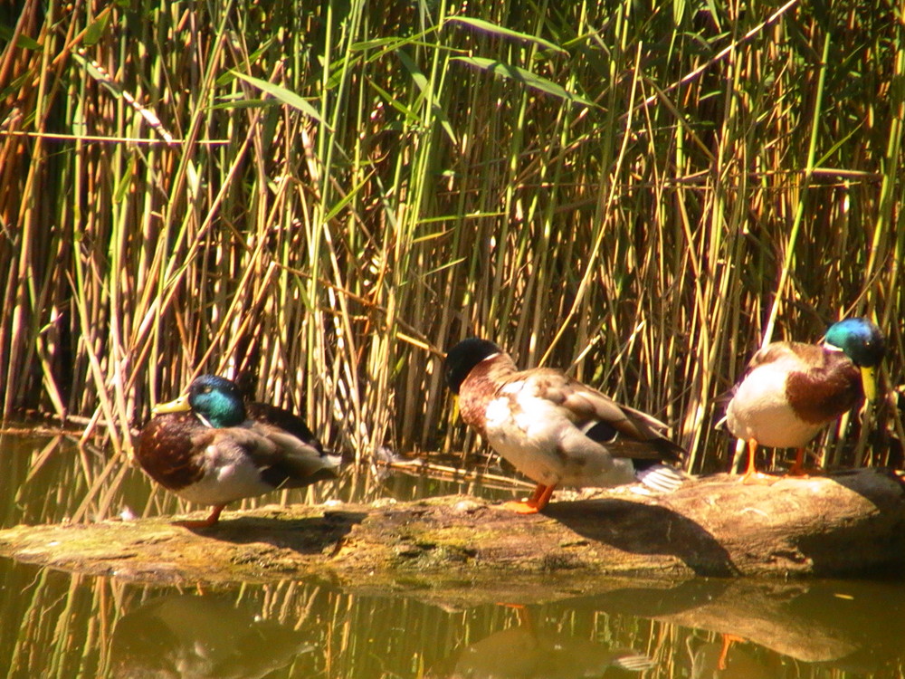 Wildenten