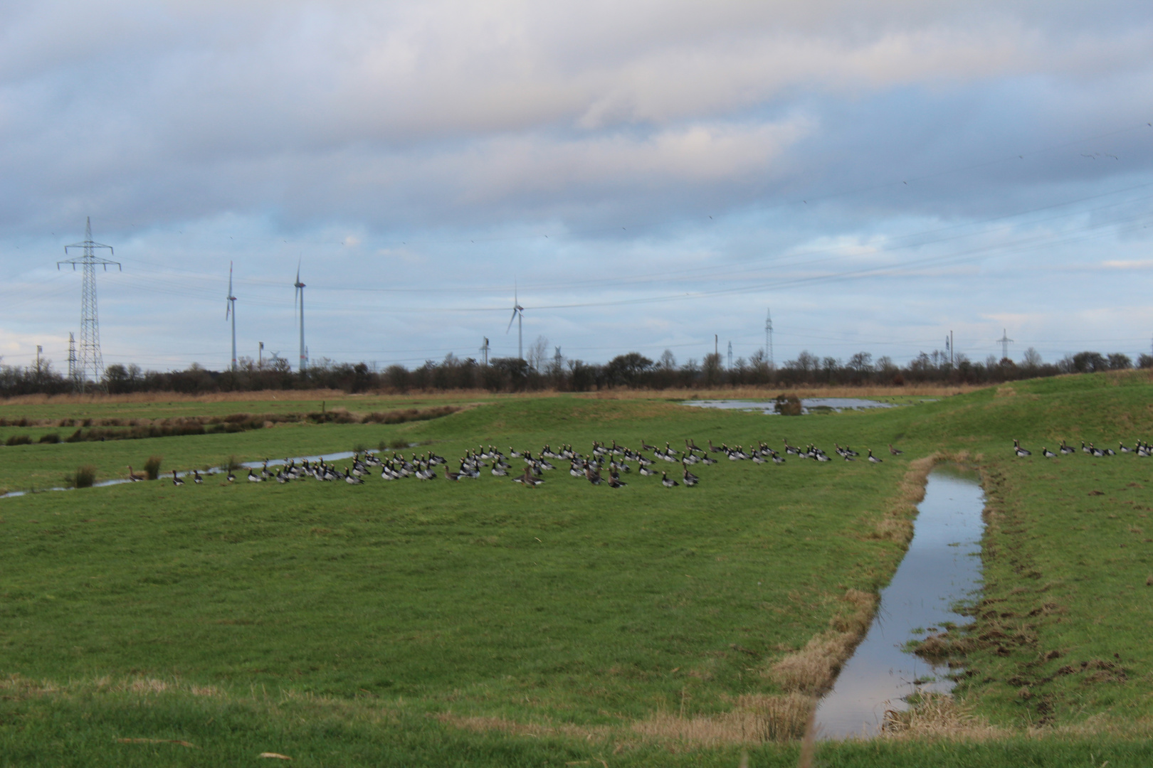 Wildenten am Dollart