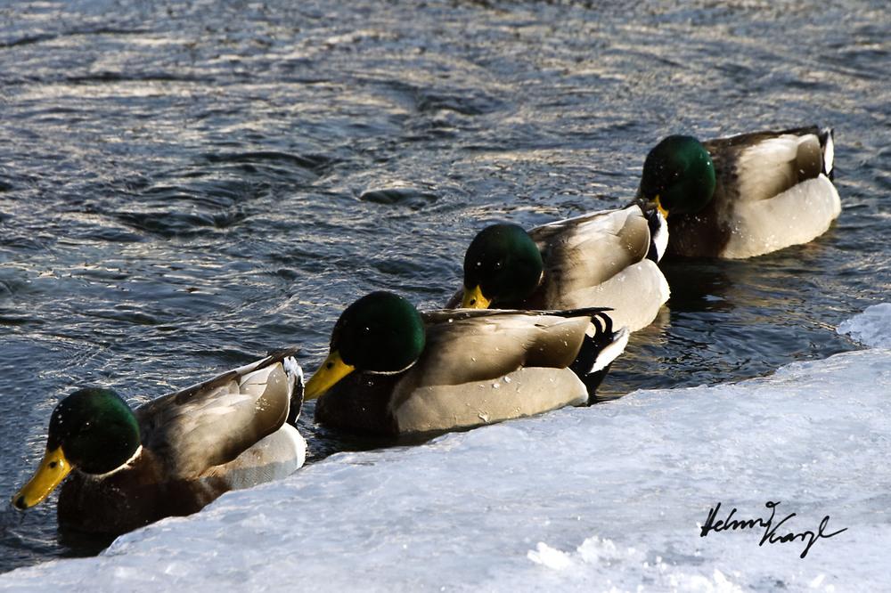 Wildenten an der Pielach