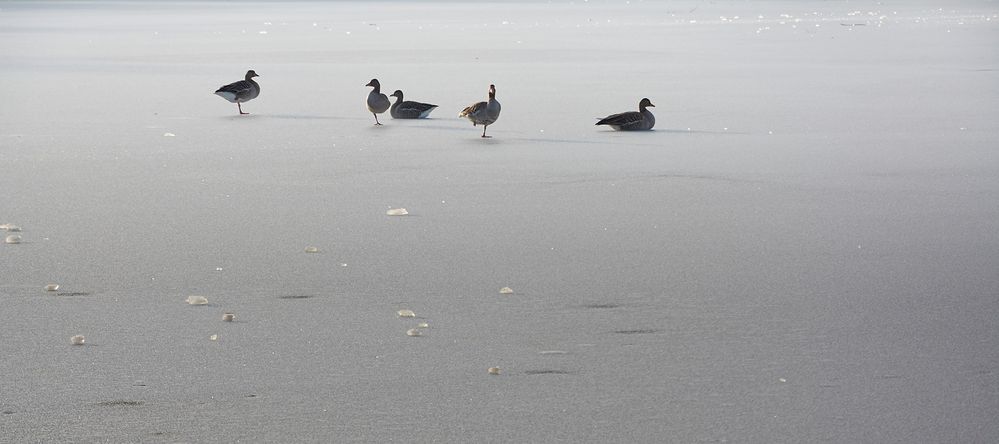 Wildenten auf dem Eis