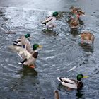 Wildenten auf dem Eisspiegel