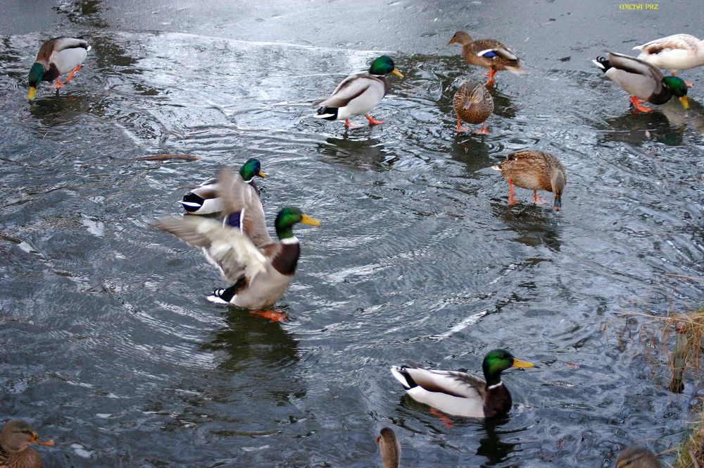 Wildenten auf dem Eisspiegel