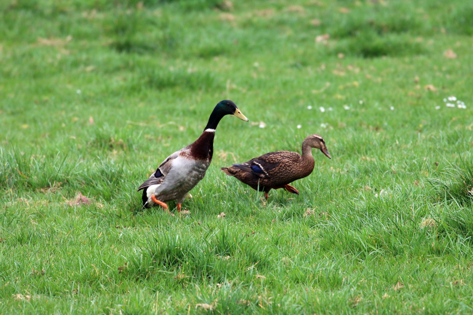 Wildenten