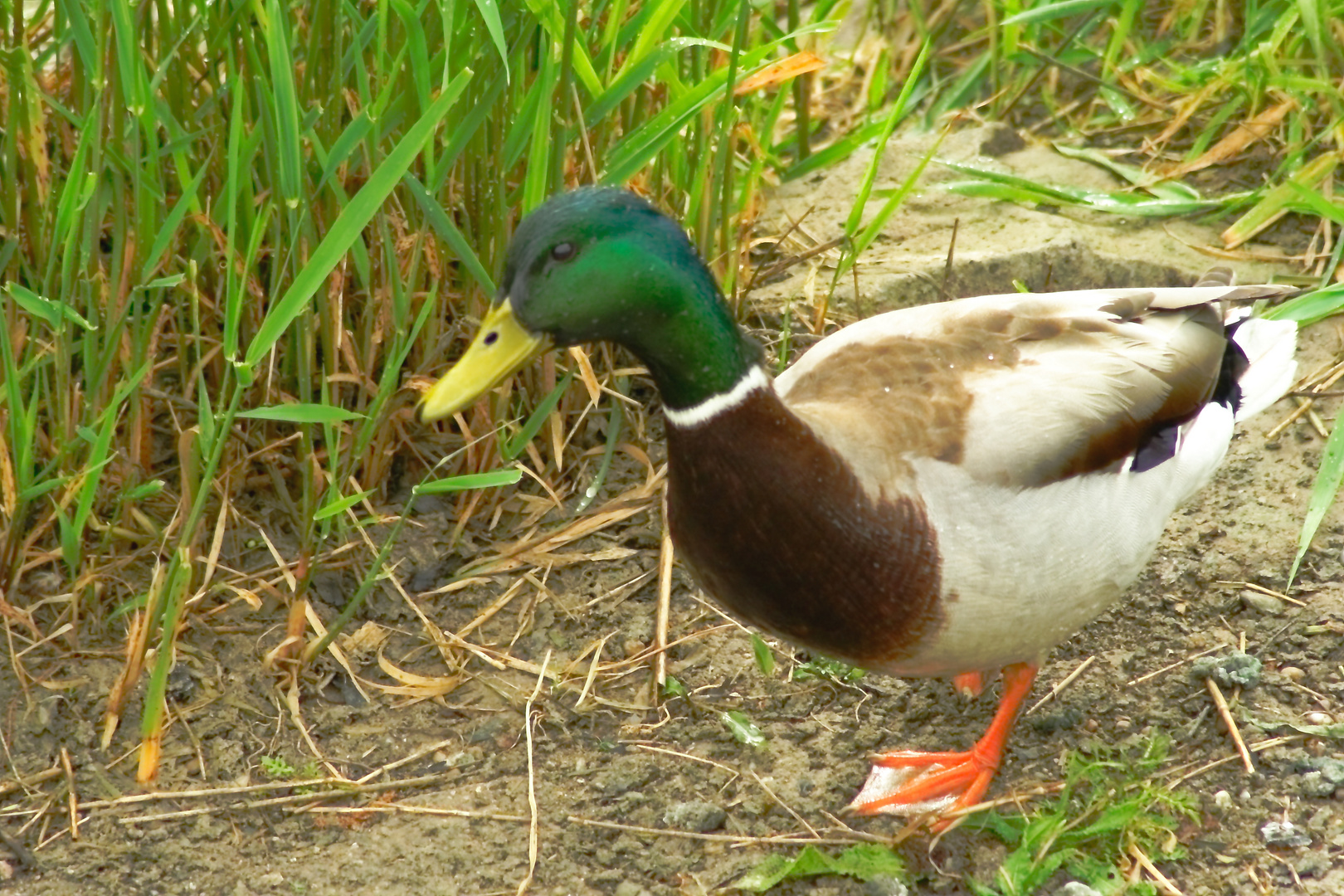 Wildenten-Erpel am Kai des Oppenheimer Hafens am Rhein