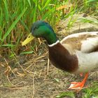 Wildenten-Erpel am Kai des Oppenheimer Hafens am Rhein