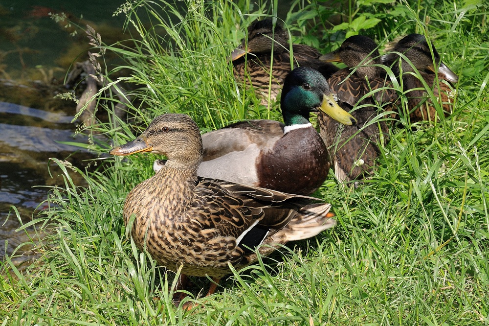 Wildenten-Familie am See