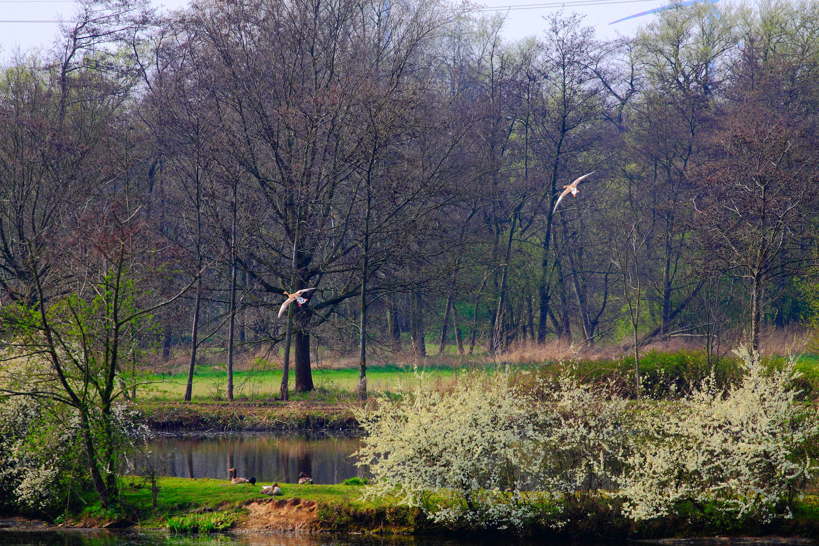 Wildenten im Flug