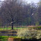 Wildenten im Flug