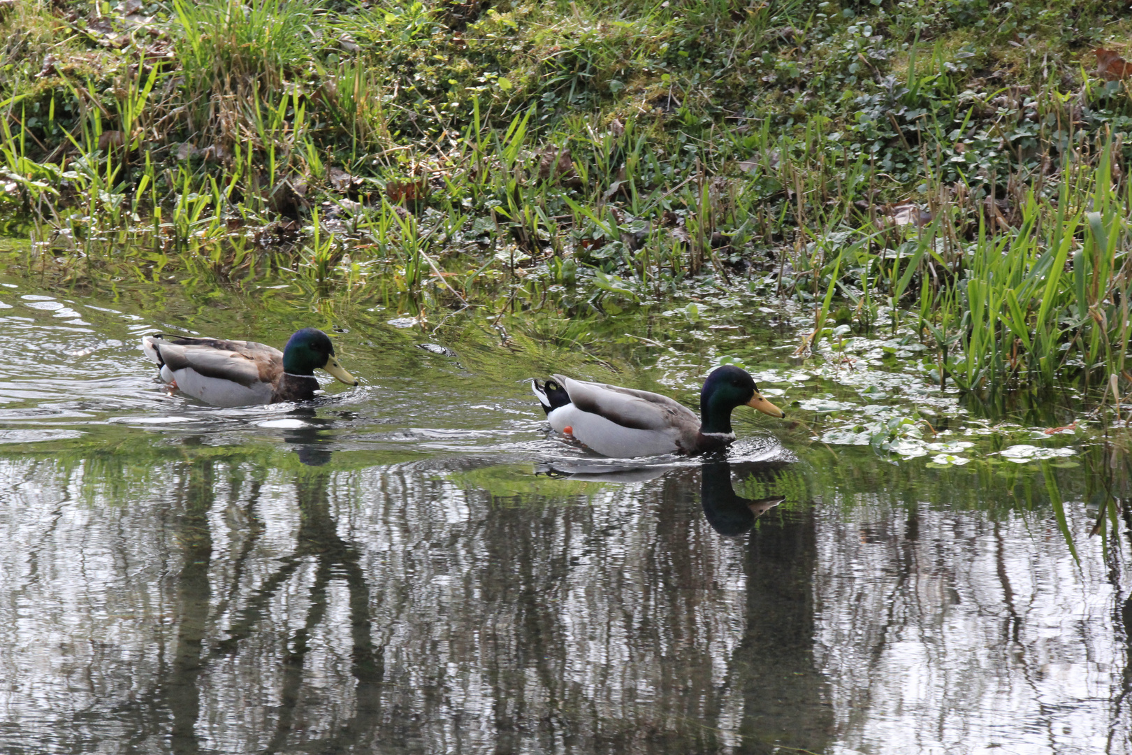 Wildenten im Kocher