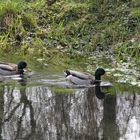 Wildenten im Kocher