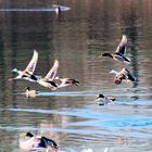 Wildenten im Kuhsee