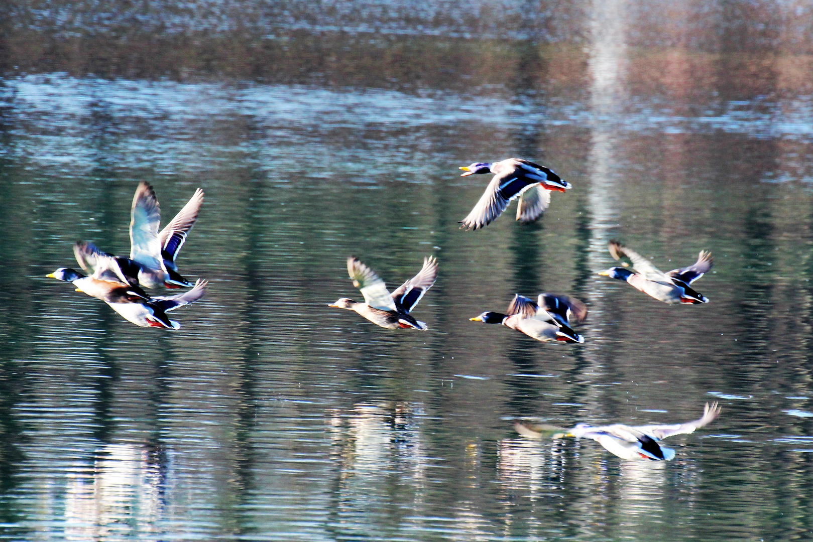 Wildenten im Kuhsee