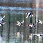 Wildenten im Kuhsee