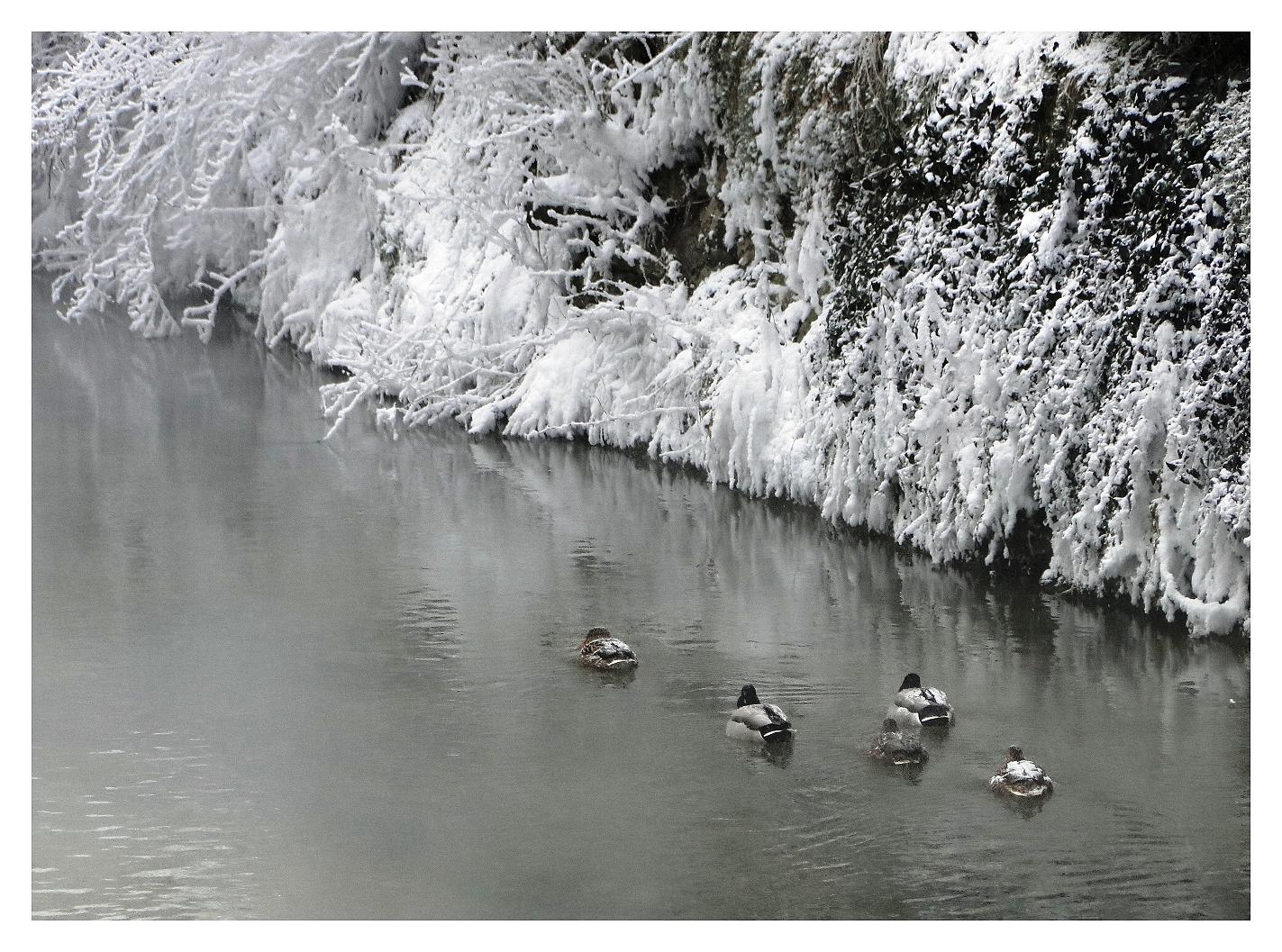 Wildenten in der Gailach in Mörnsheim