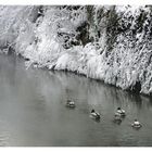 Wildenten in der Gailach in Mörnsheim