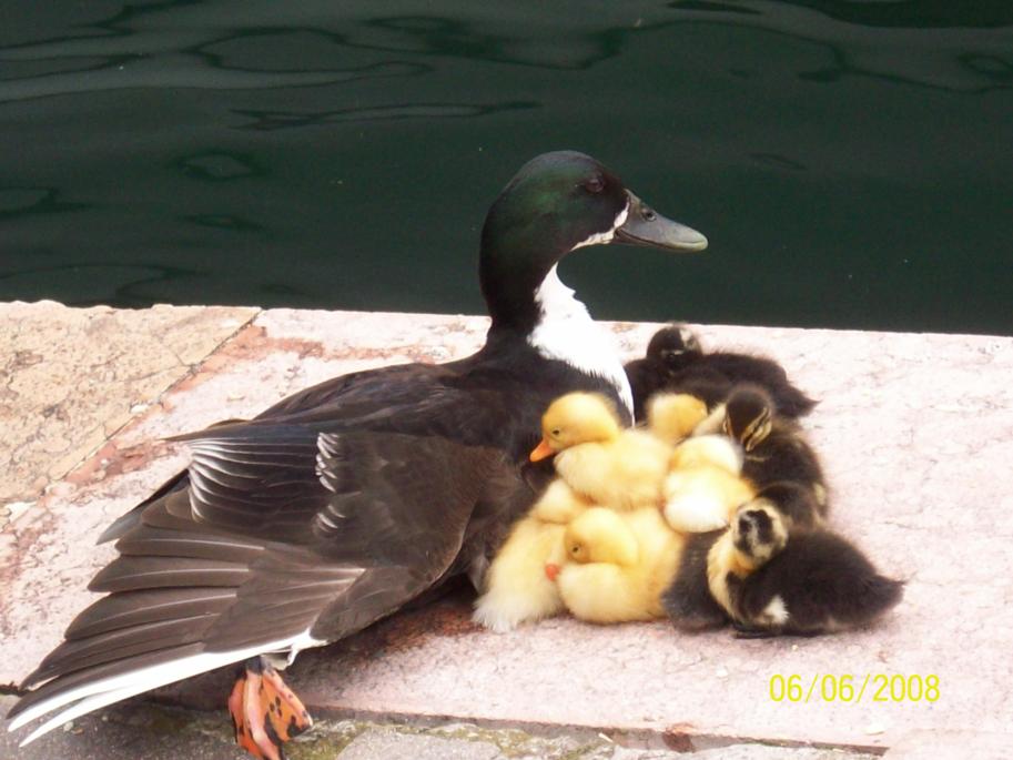 Wildenten in Limone am Gardasee