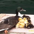 Wildenten in Limone am Gardasee