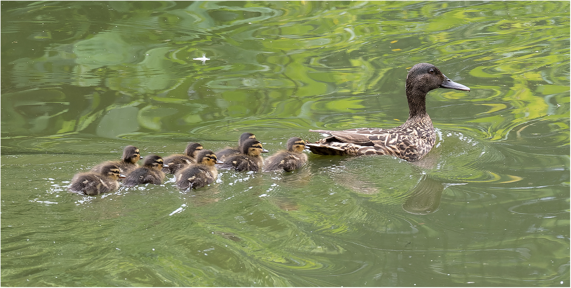 Wildenten mit Küken