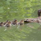 Wildenten mit Küken