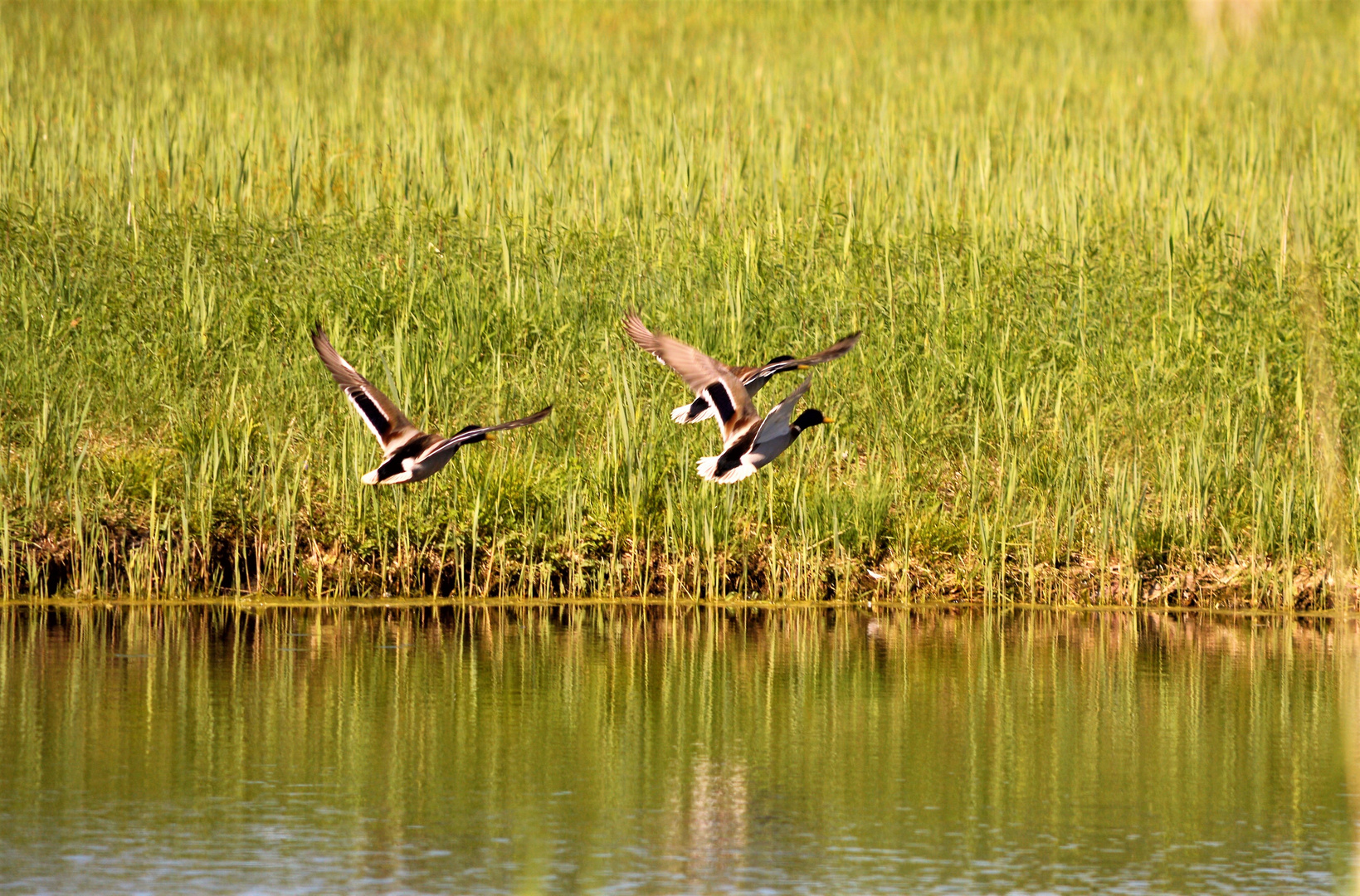 Wildenten Paar