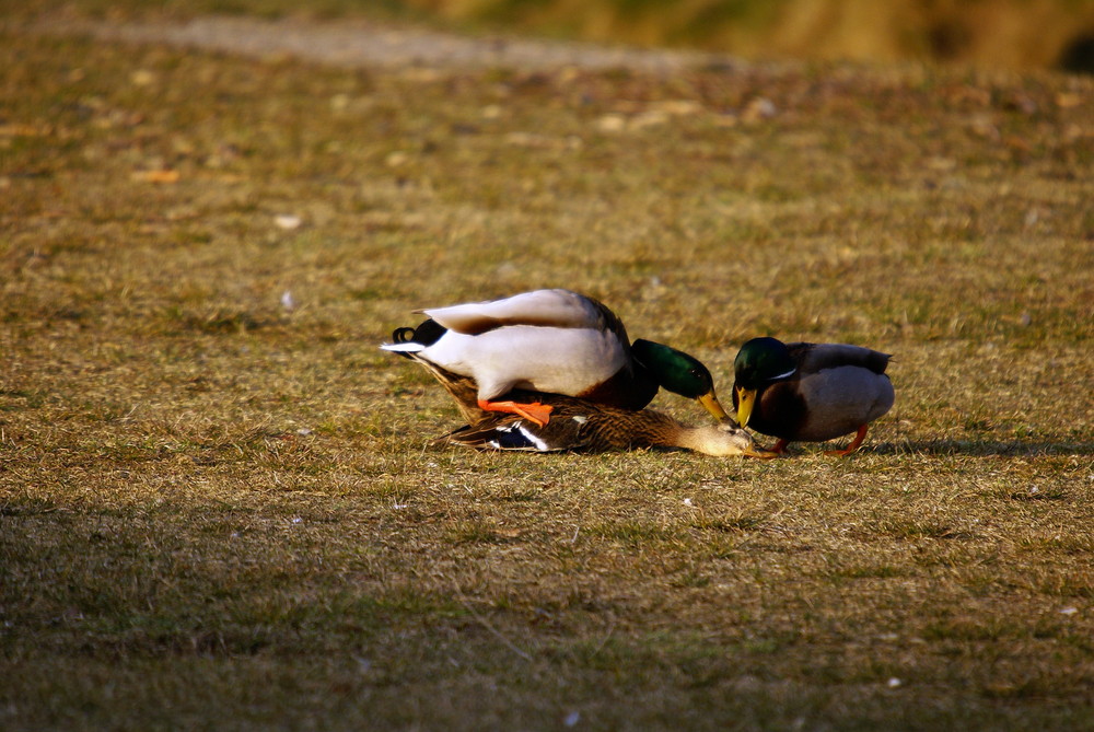 Wildenten - tierische Vergewaltigung