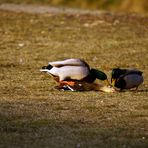 Wildenten - tierische Vergewaltigung