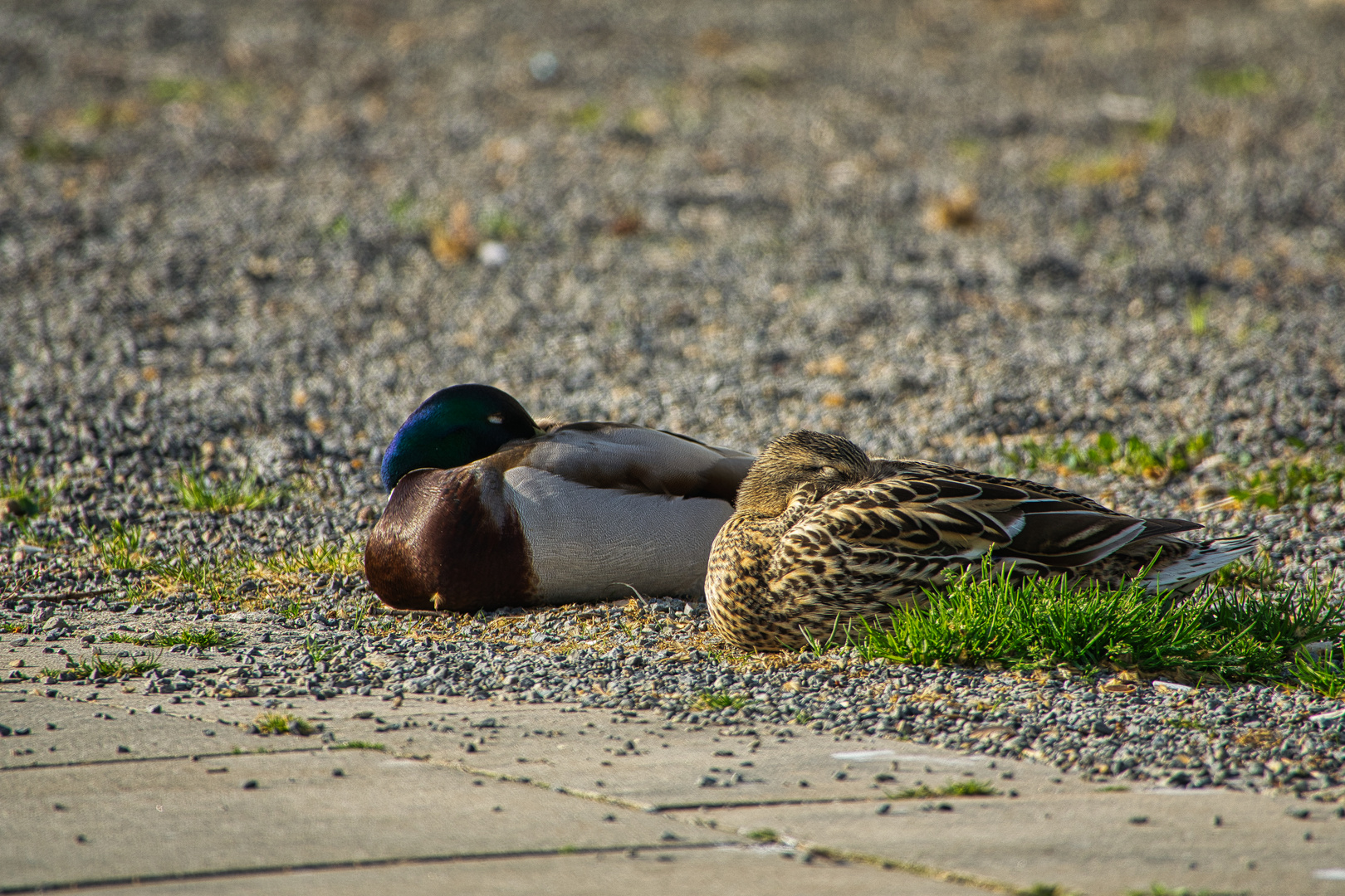 Wildenten001042023 (1)