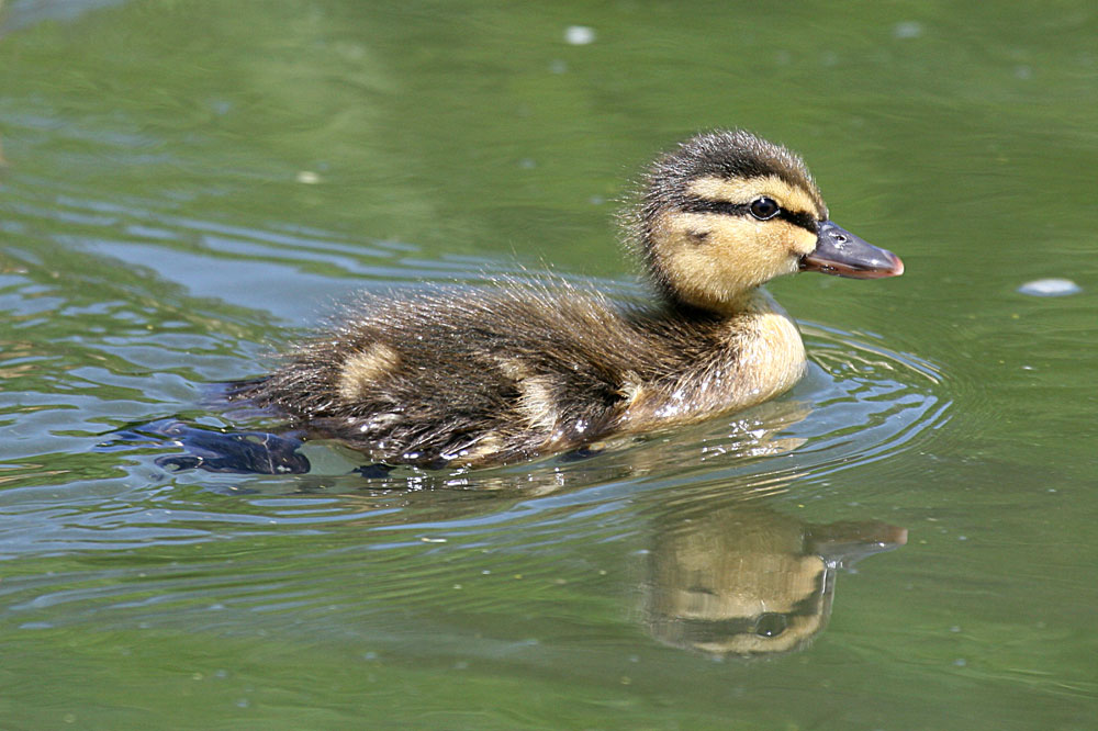 Wildentenjunges