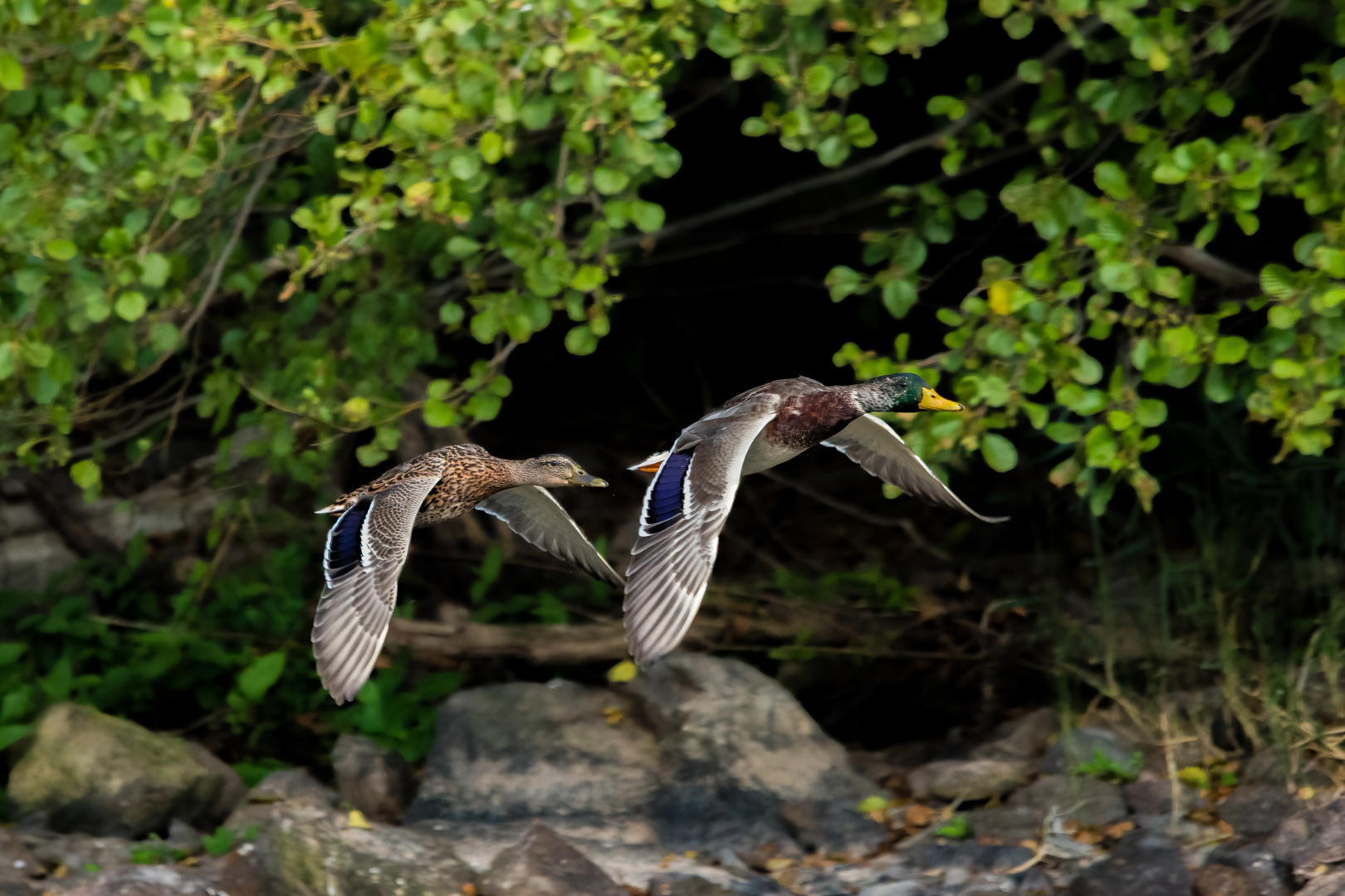 Wildentenpaar im Flug