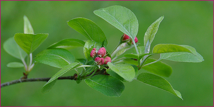 wilder Apfel