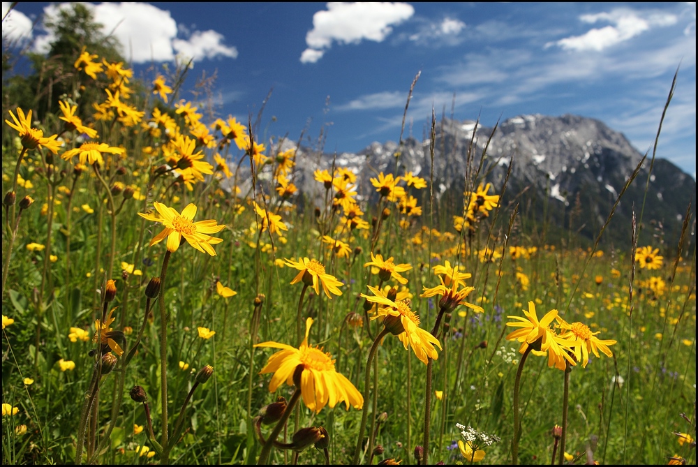 ~ Wilder Arnika am Karwendel ~