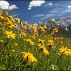 ~ Wilder Arnika am Karwendel ~