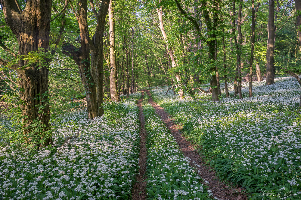 Wilder Bärlauchwald