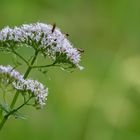 Wilder Baldrian mit Besuchern