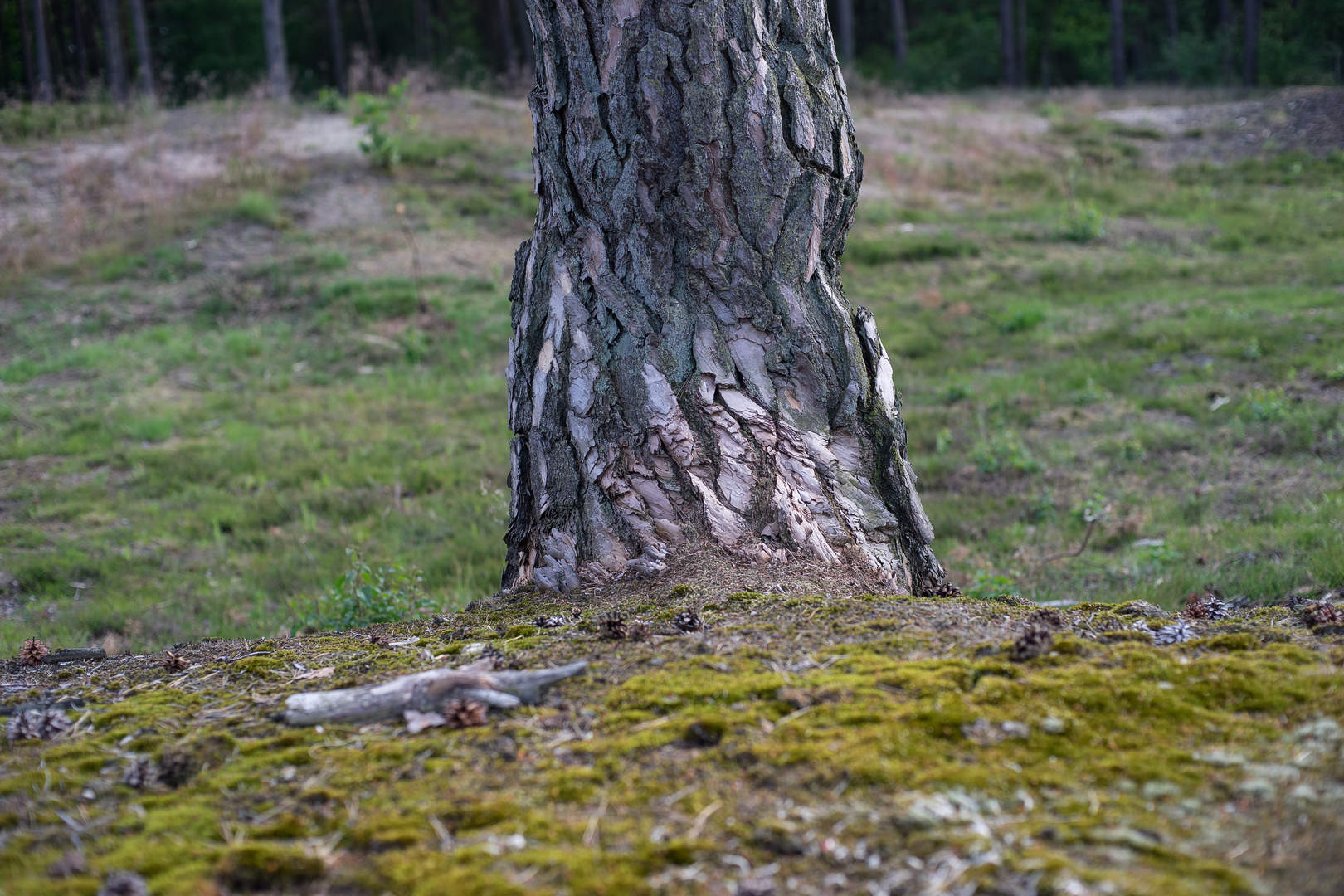 Wilder Baum II