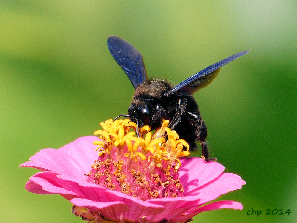 Wilder Besuch im Garten